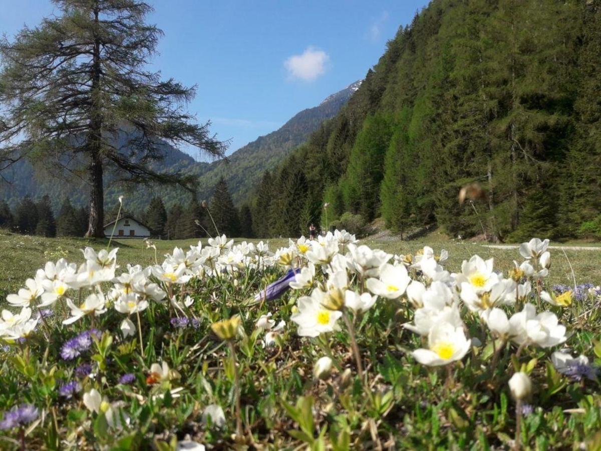 Haus Isartal Lägenhet Mittenwald Exteriör bild